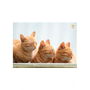 台湾猫物语明信片 pdf epub mobi 电子书 下载