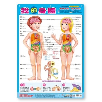 我的身体挂图(卷式) pdf epub mobi 电子书 下载